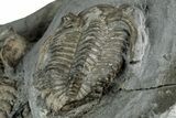 Two Greenops boothi Trilobite Fossils - New York #350883-10